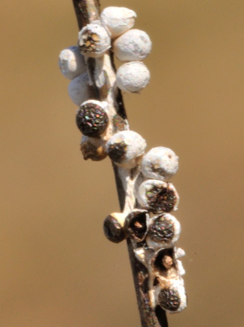 Diderma nivale.......