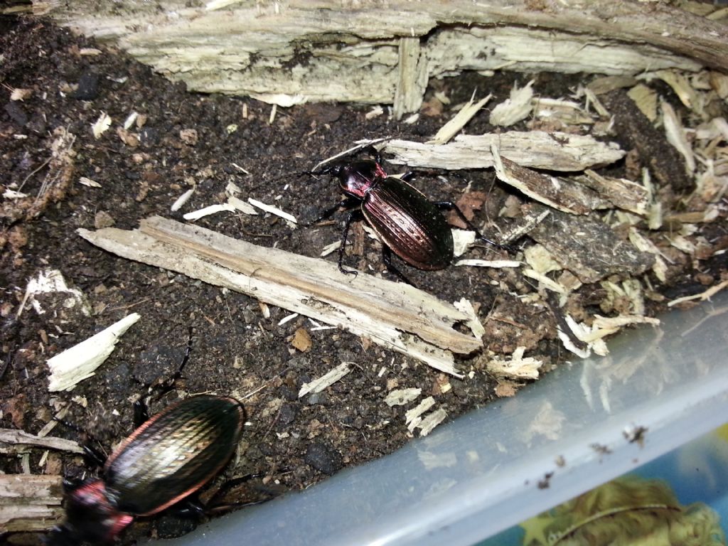 carabus morbillosus (liata (ag) 19 febbraio 2013 ore 17.30)