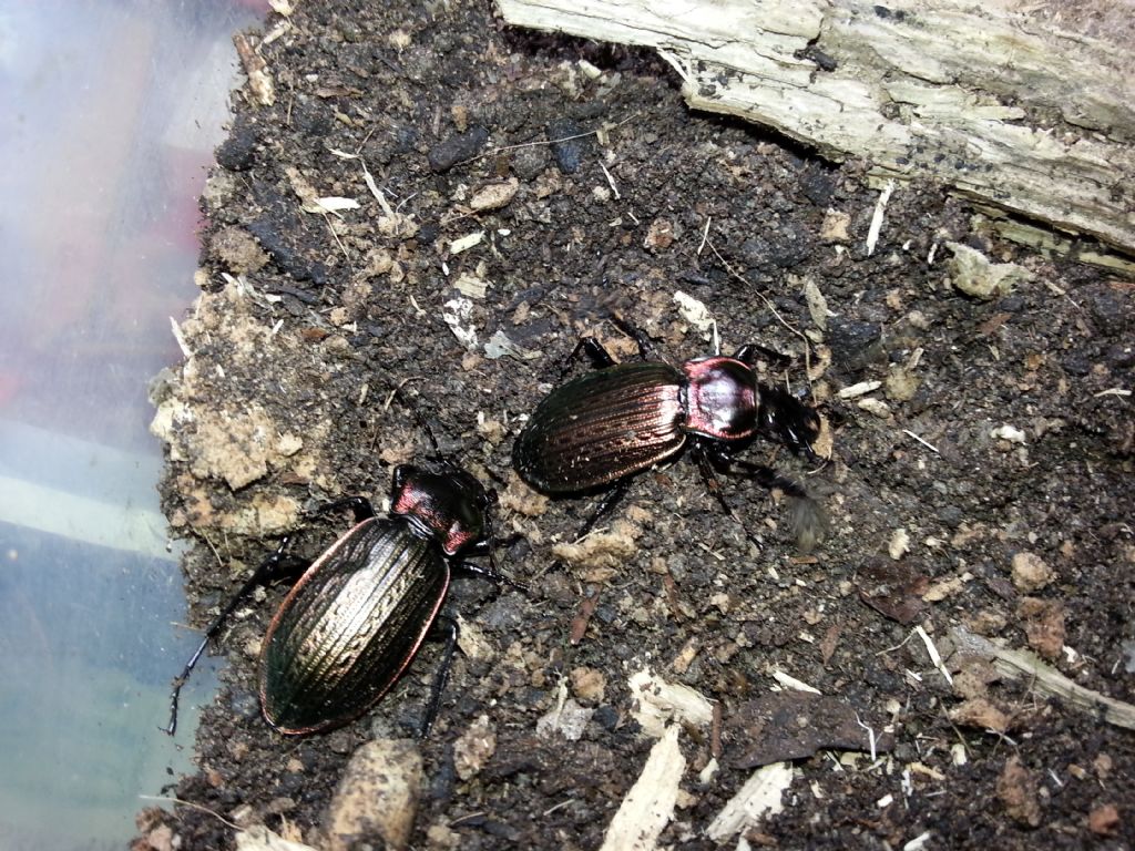 carabus morbillosus (liata (ag) 19 febbraio 2013 ore 17.30)