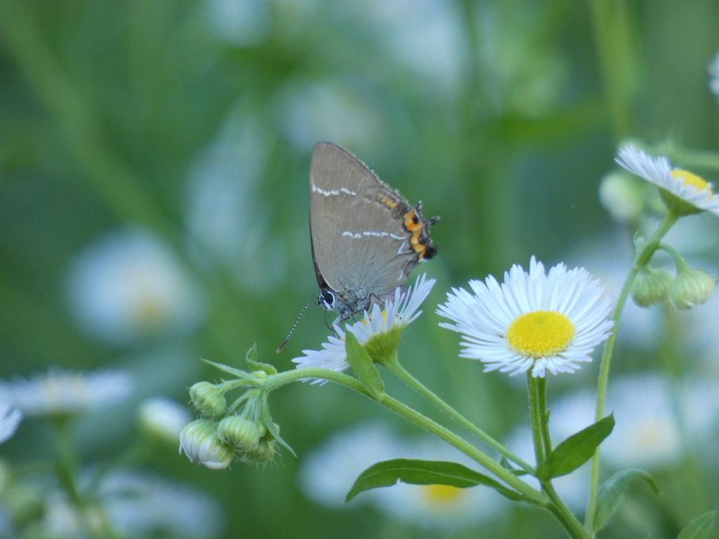 Osservazioni entomologiche