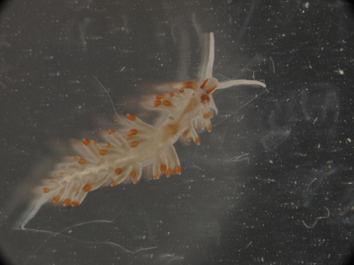 Nudibranchi: Berghia verrucicornis e Doto sp.