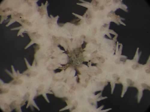 fase giovanile di Amphiura?