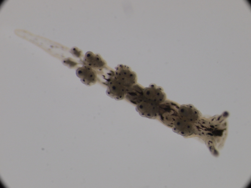 Nudibranchi: Berghia verrucicornis e Doto sp.