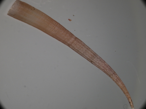 antalis dentalis o inequicostatum