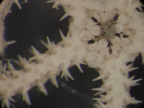 fase giovanile di Amphiura?