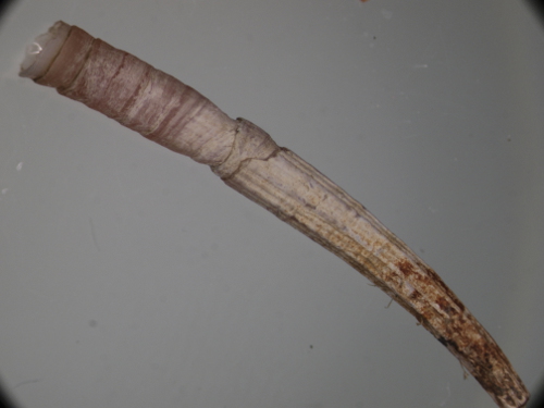 antalis dentalis o inequicostatum