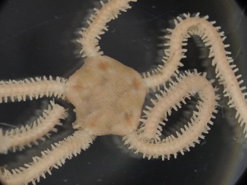 Amphiura mediterranea?