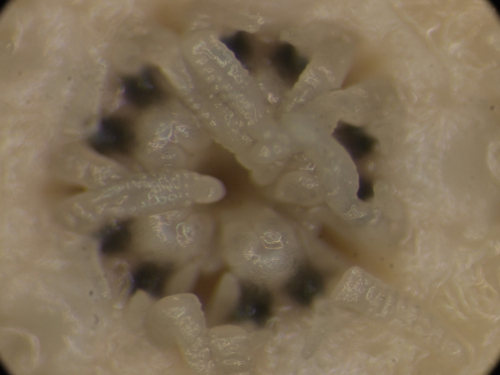 Amphiura mediterranea?