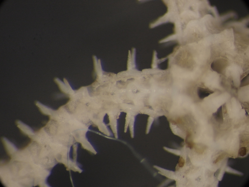 fase giovanile di Amphiura?