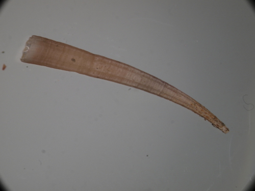 antalis dentalis o inequicostatum