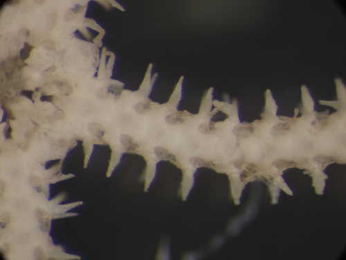 fase giovanile di Amphiura?
