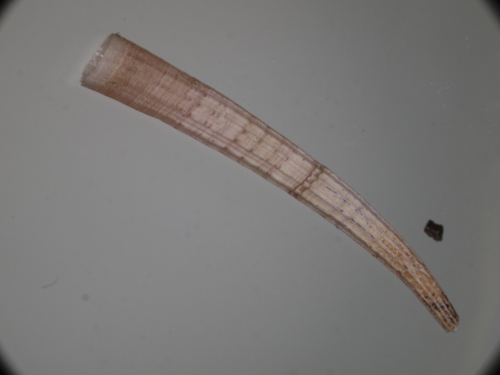 antalis dentalis o inequicostatum