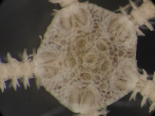 Amphiura sp.? (da Trieste)