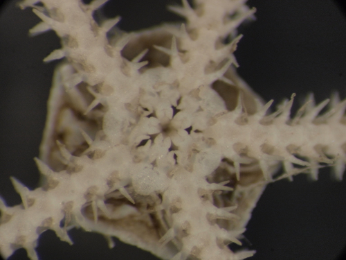Amphiura sp.? (da Trieste)
