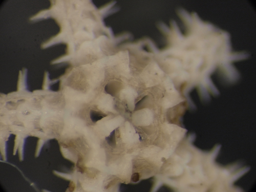 fase giovanile di Amphiura?