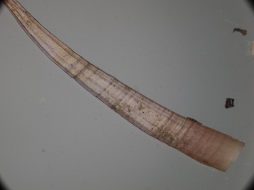 antalis dentalis o inequicostatum