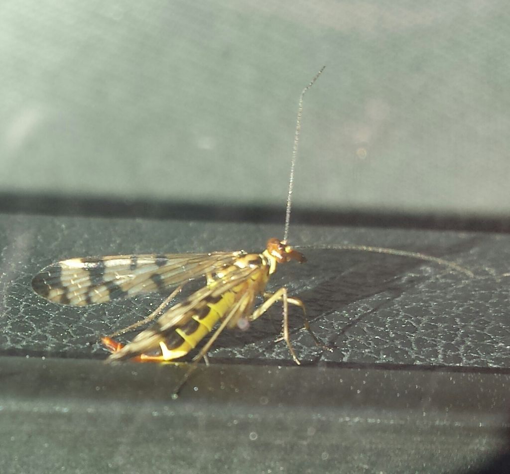 Insetto mai visto entra nella mia auto: Panorpa sp.