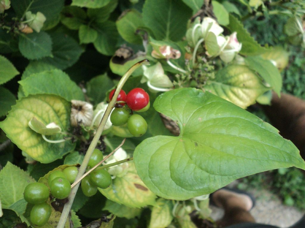 Dioscorea communis (=Tamus communis) / Tamaro