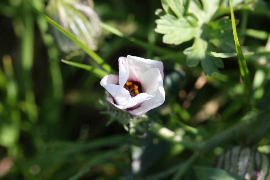 Hibiscus trionum