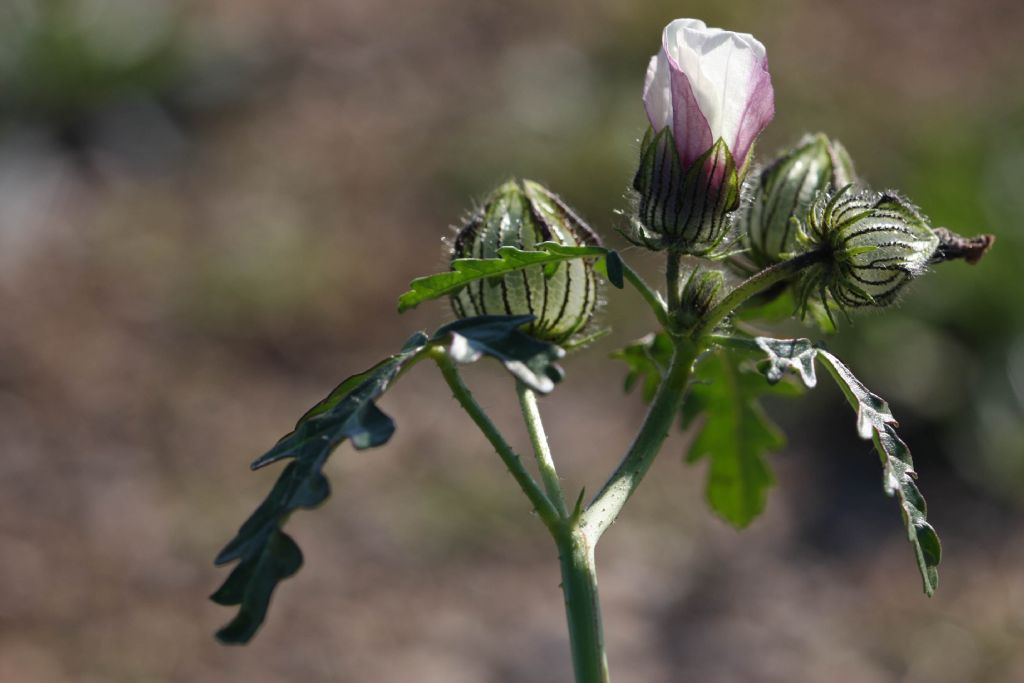 Hibiscus trionum