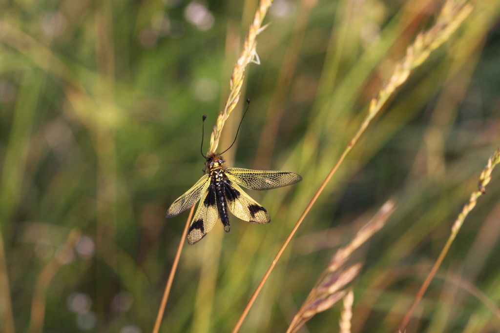 Libelloides longicornis.