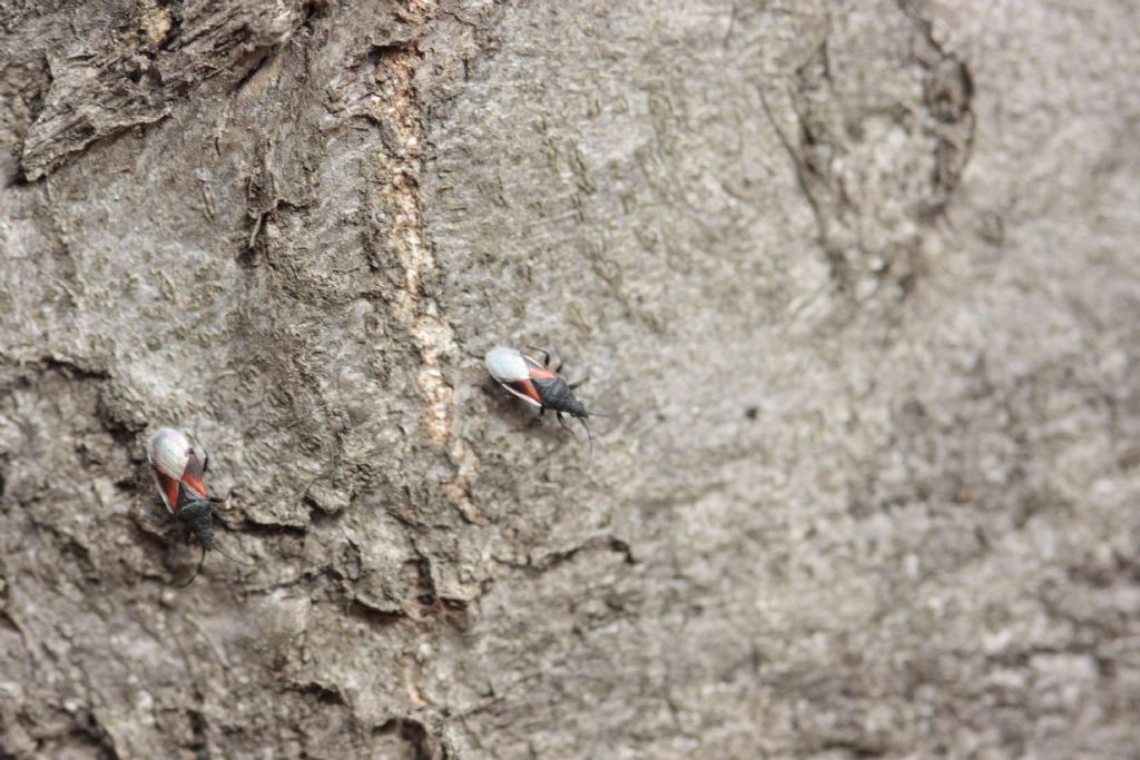 Lygaeidae: Oxycarenus lavaterae