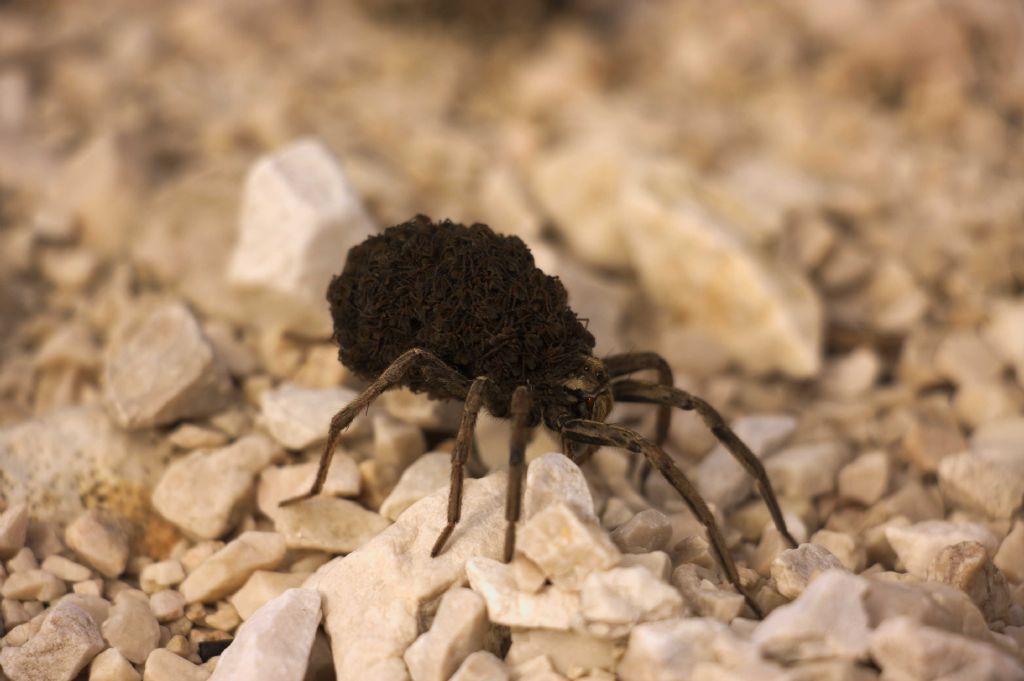 Lycosidae con prole:  Hogna radiata - Prealpi Carniche (UD)