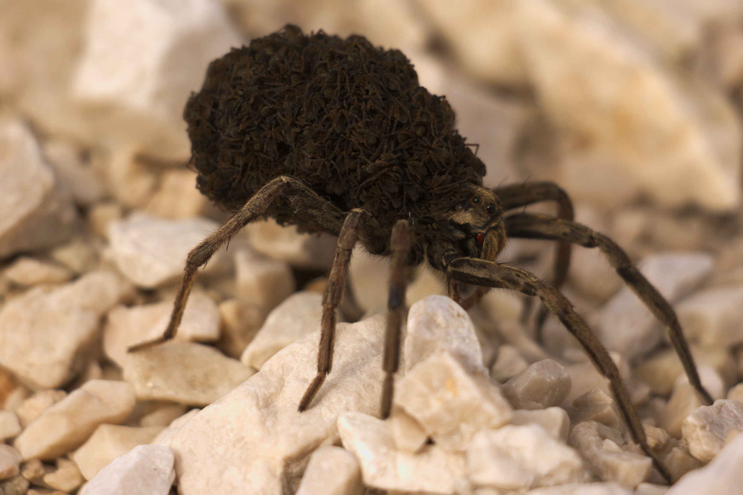 Lycosidae con prole:  Hogna radiata - Prealpi Carniche (UD)