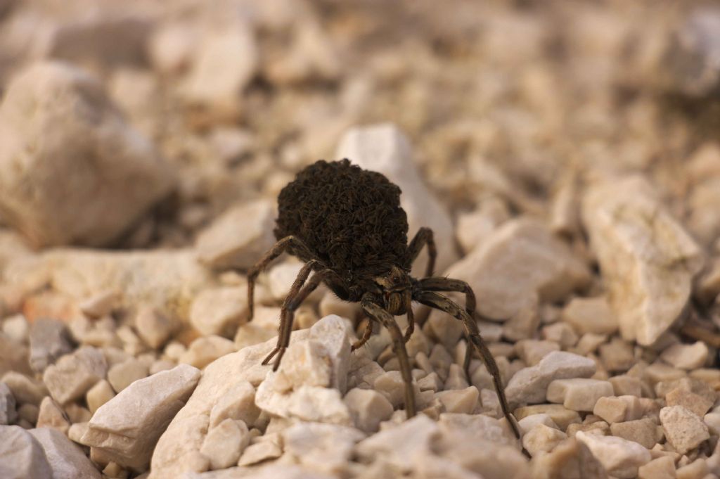 Lycosidae con prole:  Hogna radiata - Prealpi Carniche (UD)