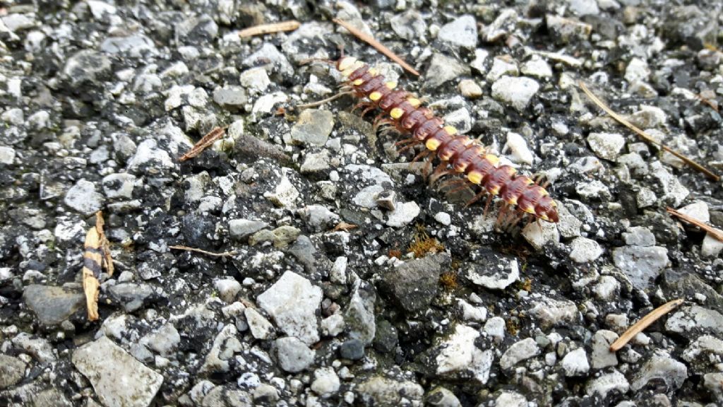 Polydesmus collaris (Diplopoda Polydesmidae)