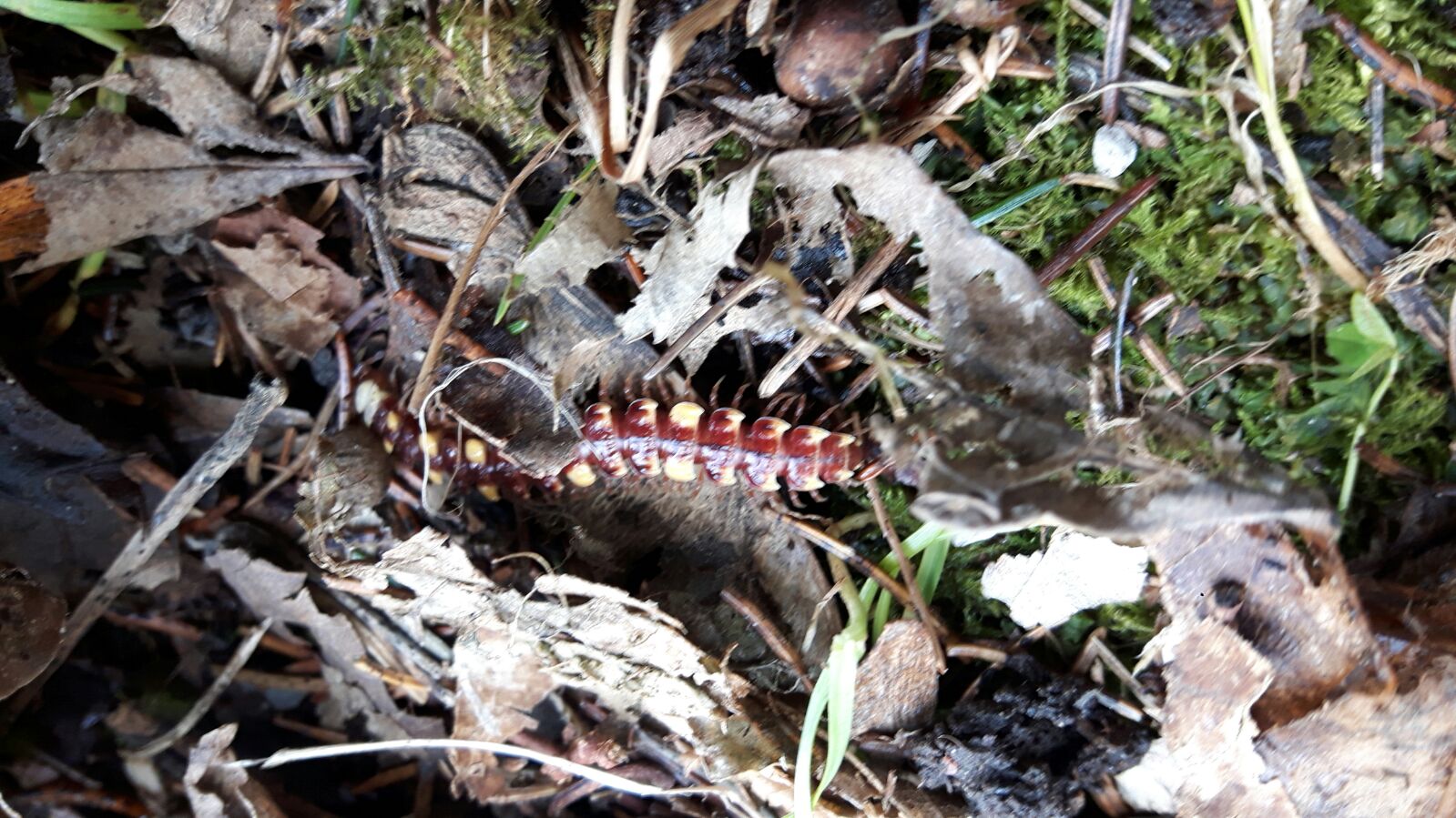 Polydesmus collaris (Diplopoda Polydesmidae)