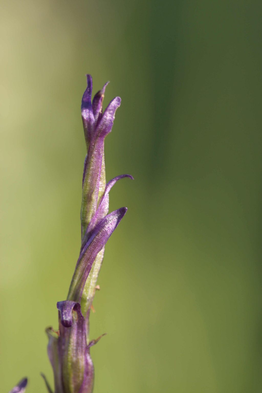 Lusus di Gymnadenia conopsea