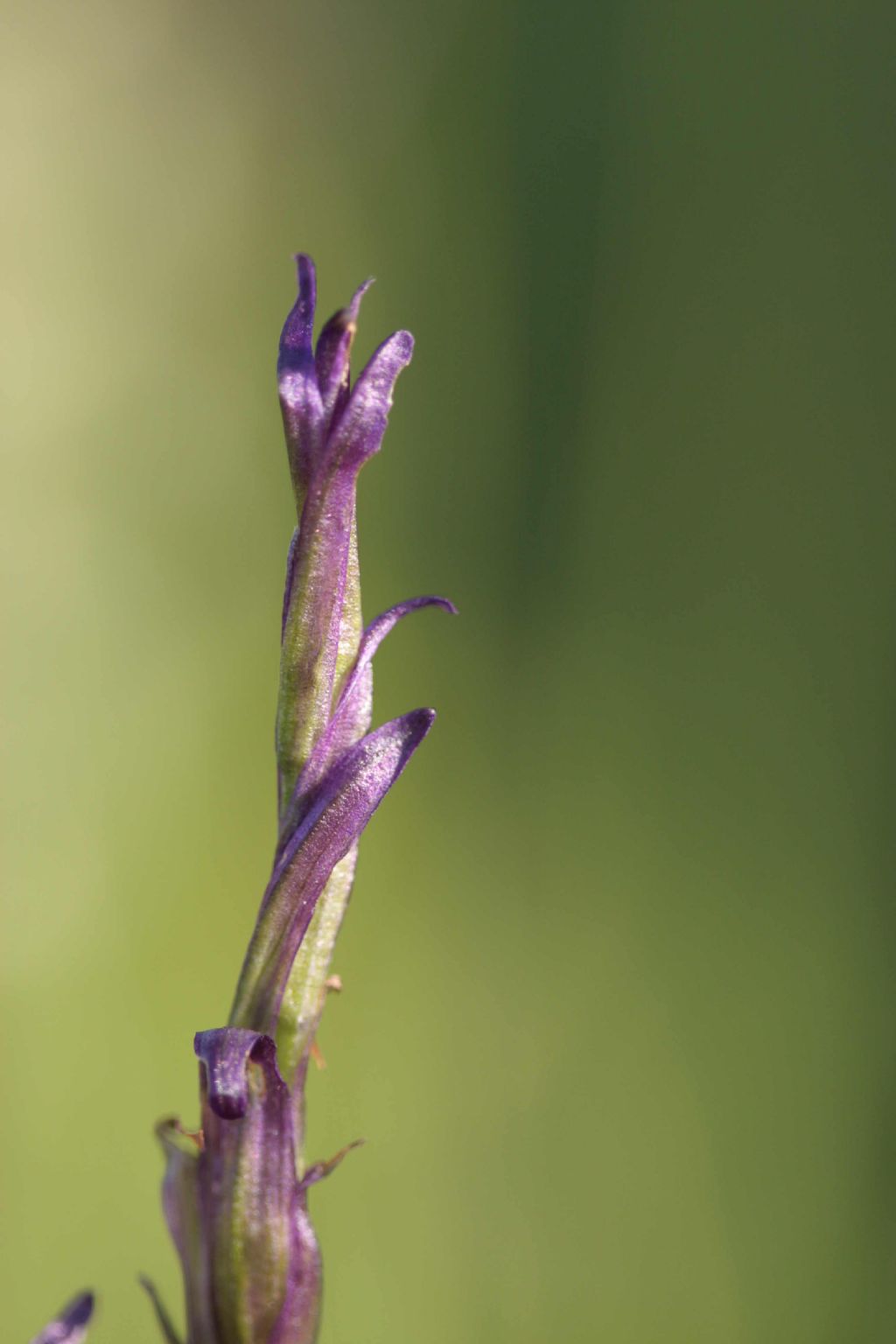 Lusus di Gymnadenia conopsea