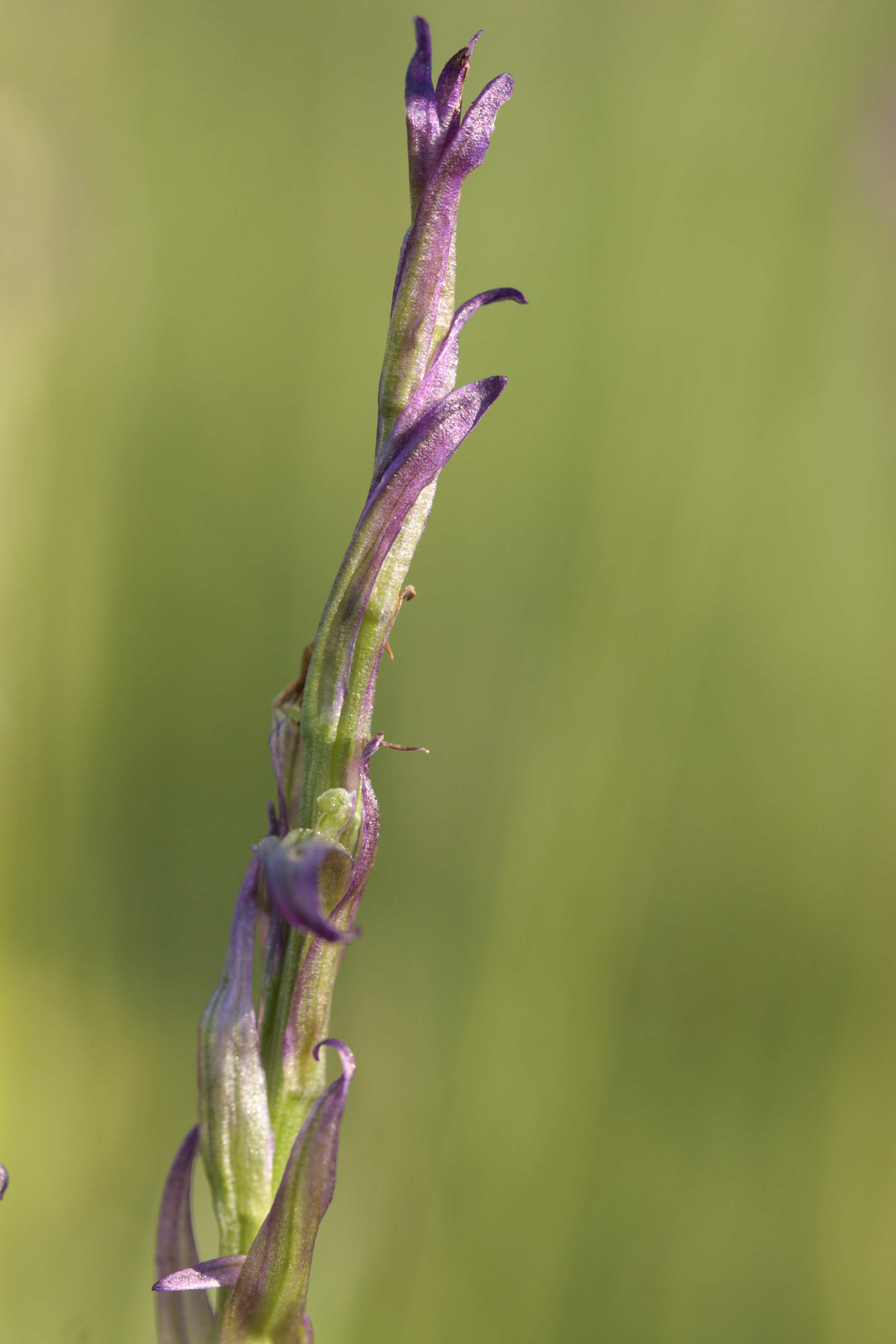 Lusus di Gymnadenia conopsea