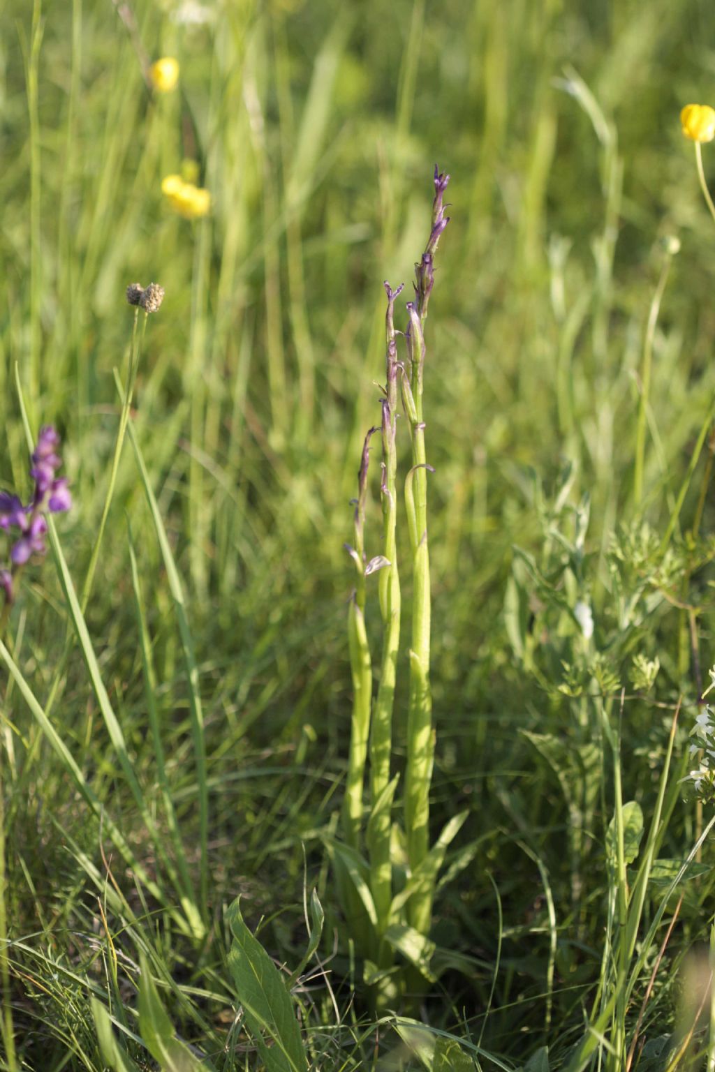 Lusus di Gymnadenia conopsea