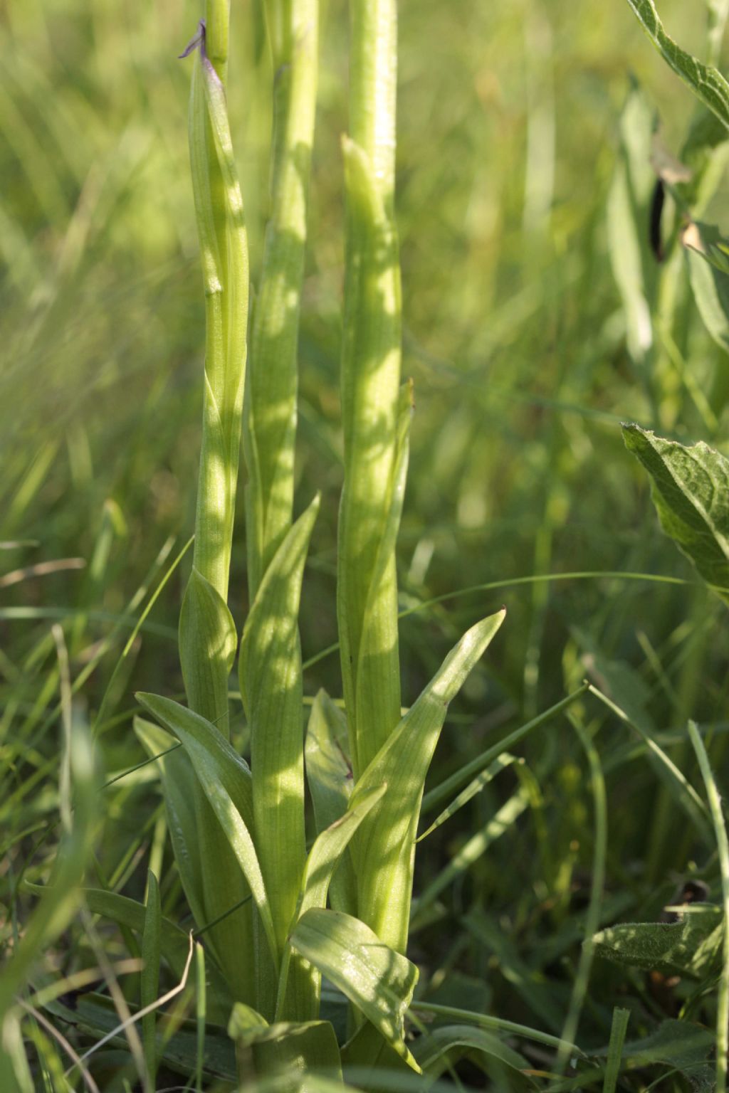 Lusus di Gymnadenia conopsea