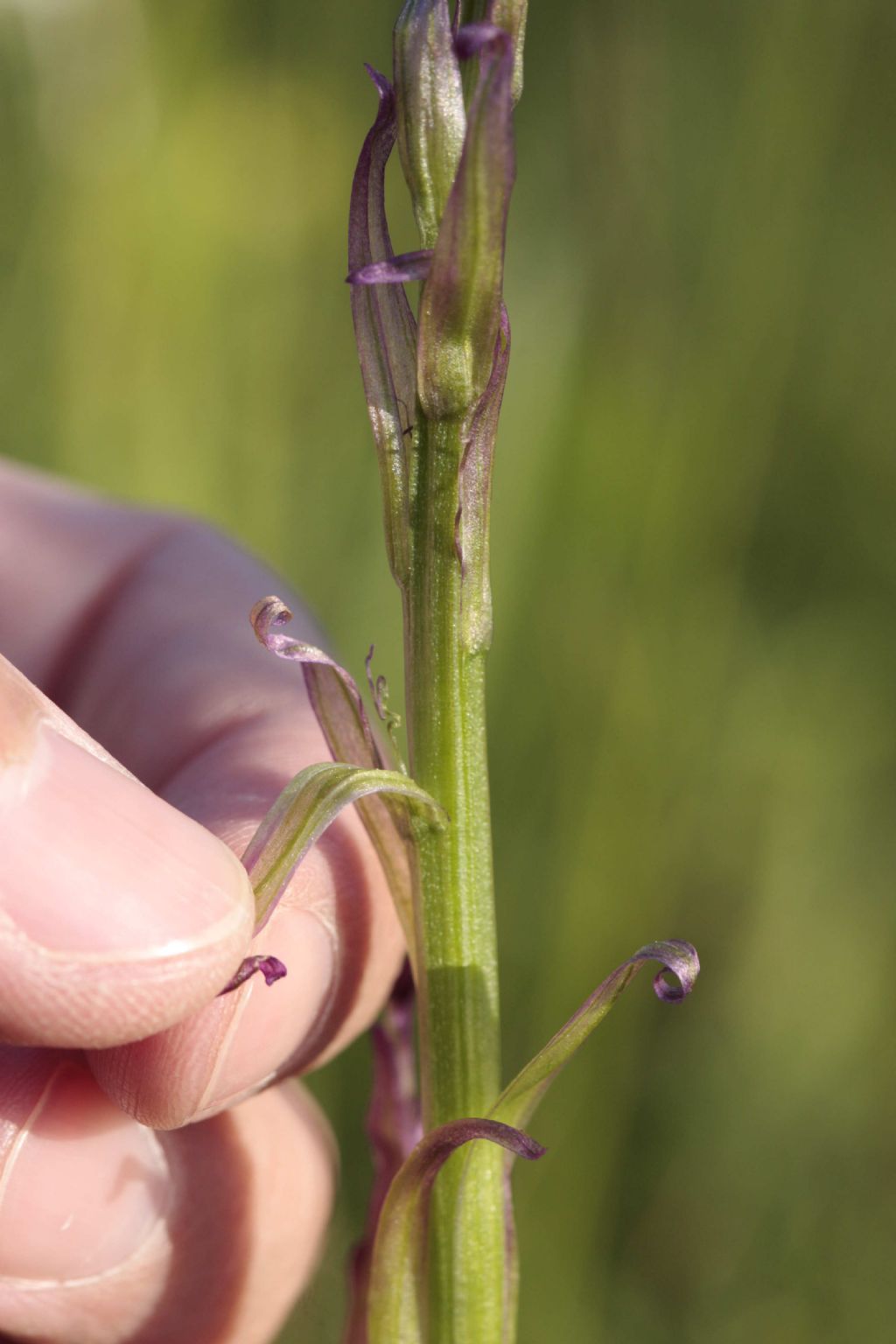 Lusus di Gymnadenia conopsea