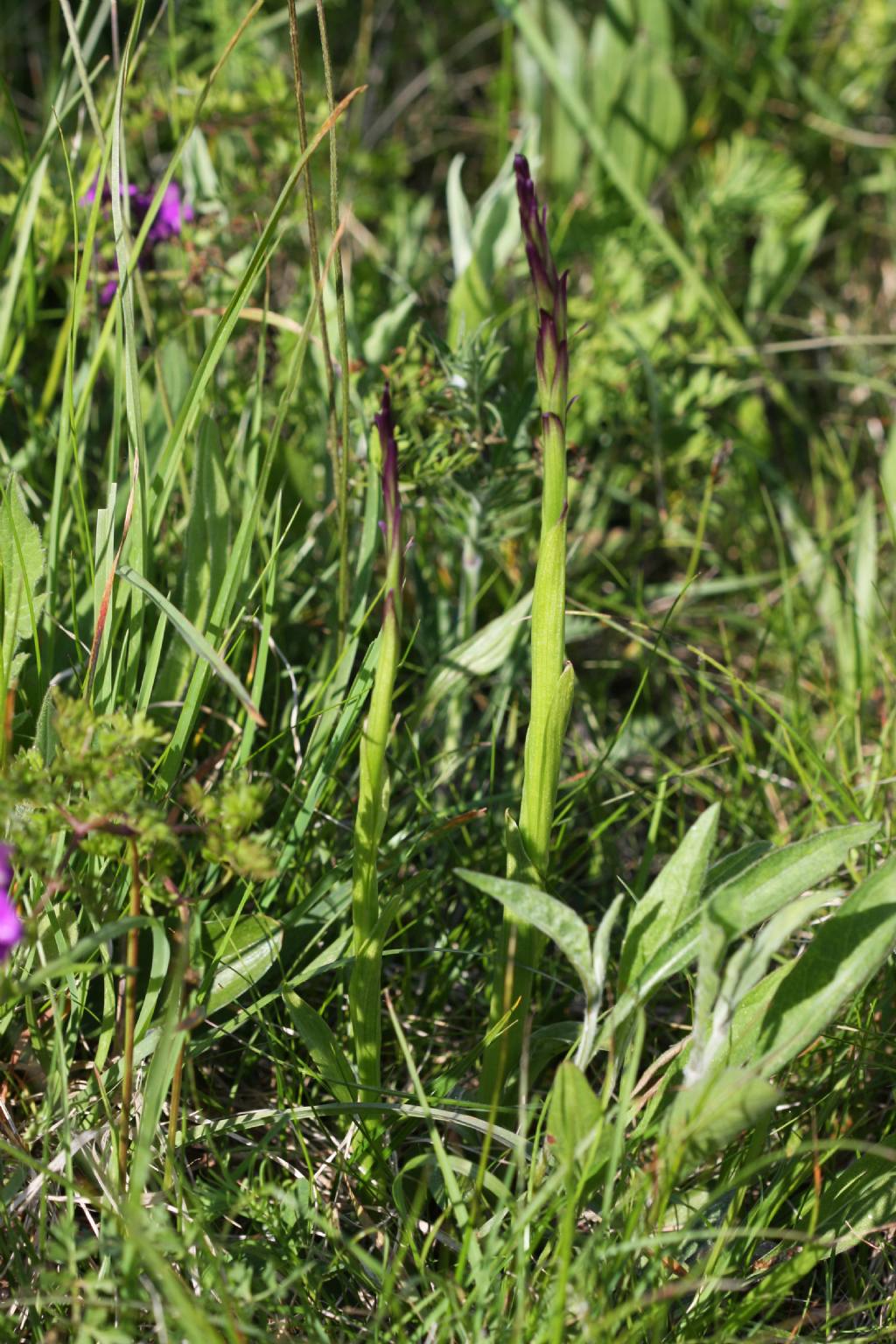 Lusus di Gymnadenia conopsea