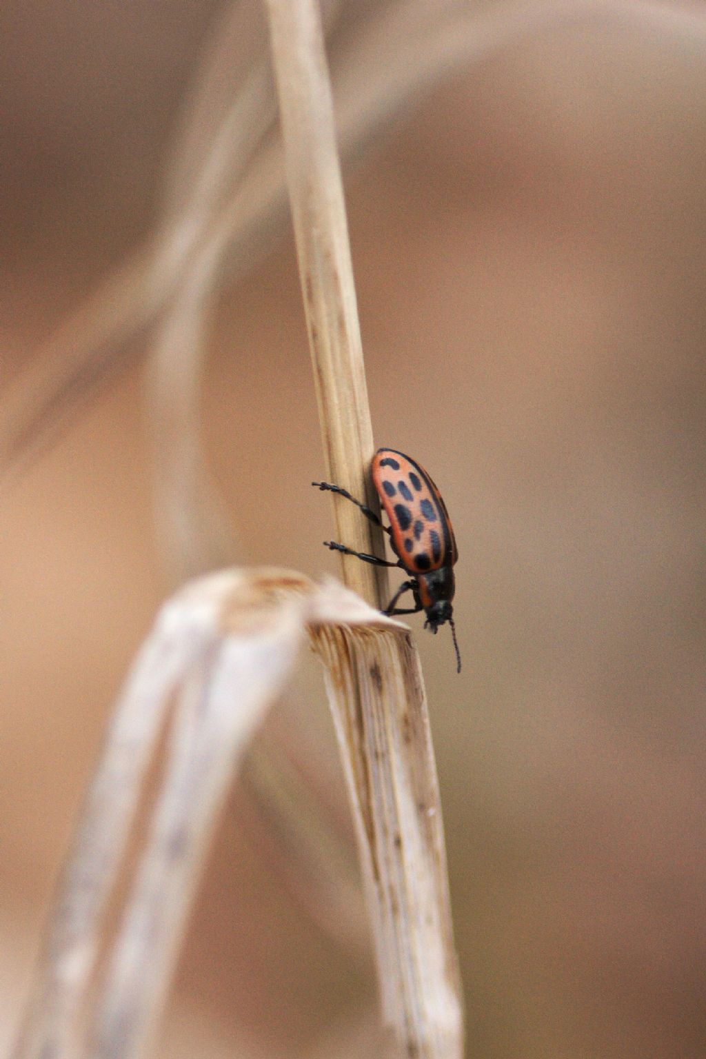 Da ID: Chrysomela vigintipunctata