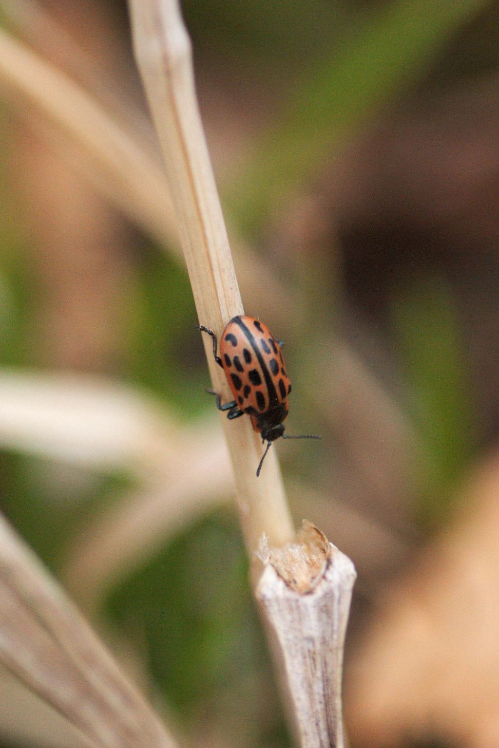 Da ID: Chrysomela vigintipunctata