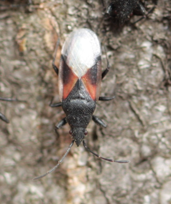 Lygaeidae: Oxycarenus lavaterae