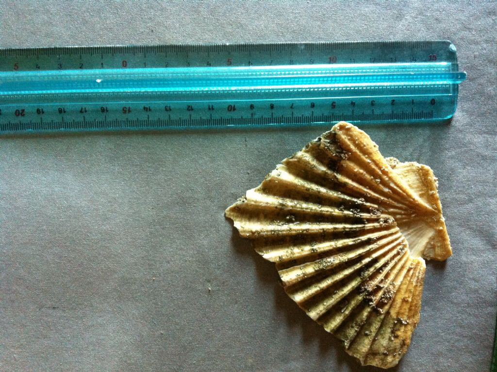 Pecten?