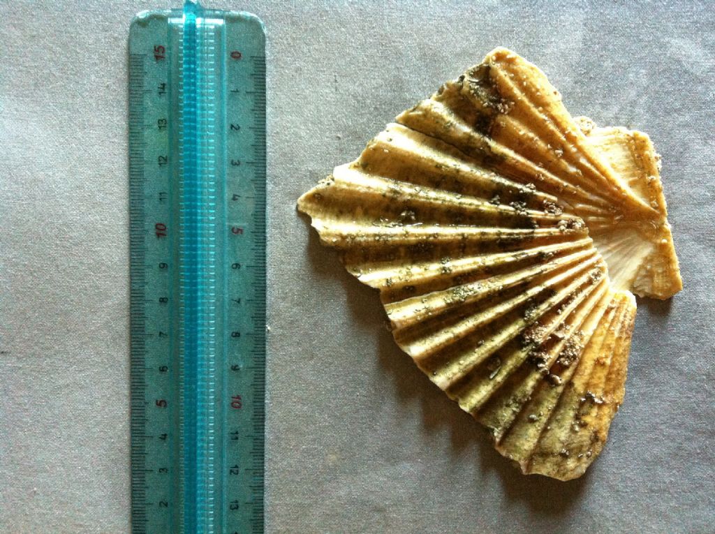 Pecten?