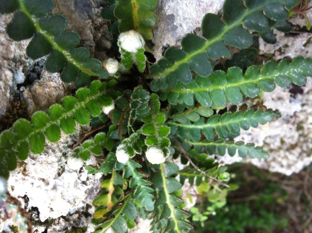 Asplenium ceterach