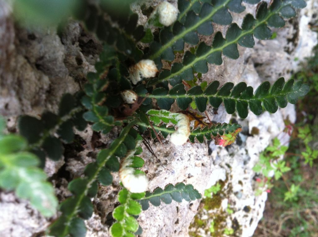 Asplenium ceterach