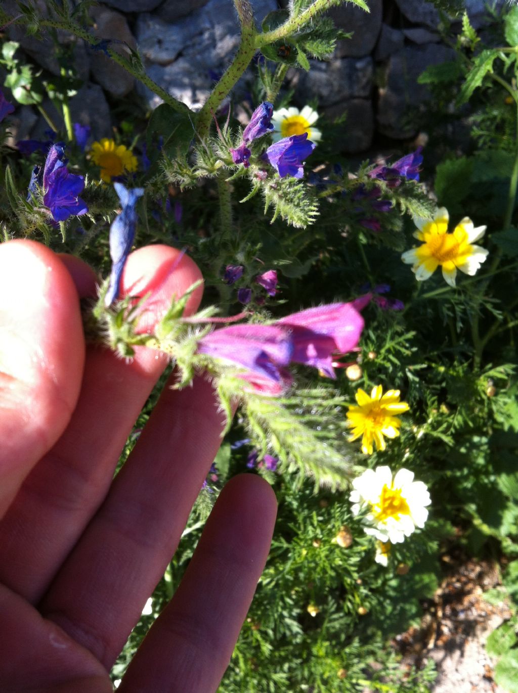 Nome Scientifico? - Echium sp.