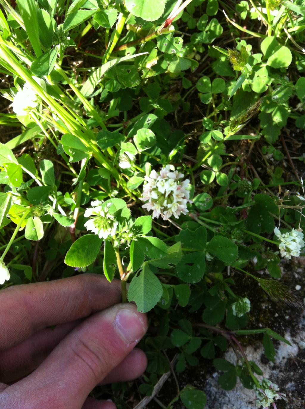 Trifolium nigrescens