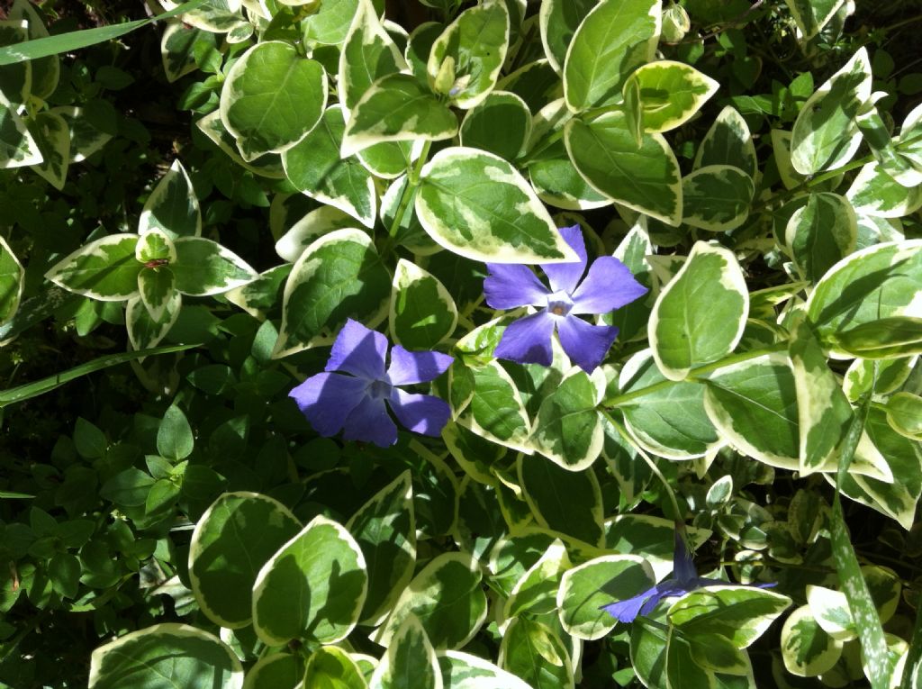 Vinca major variegata  (cultivar)