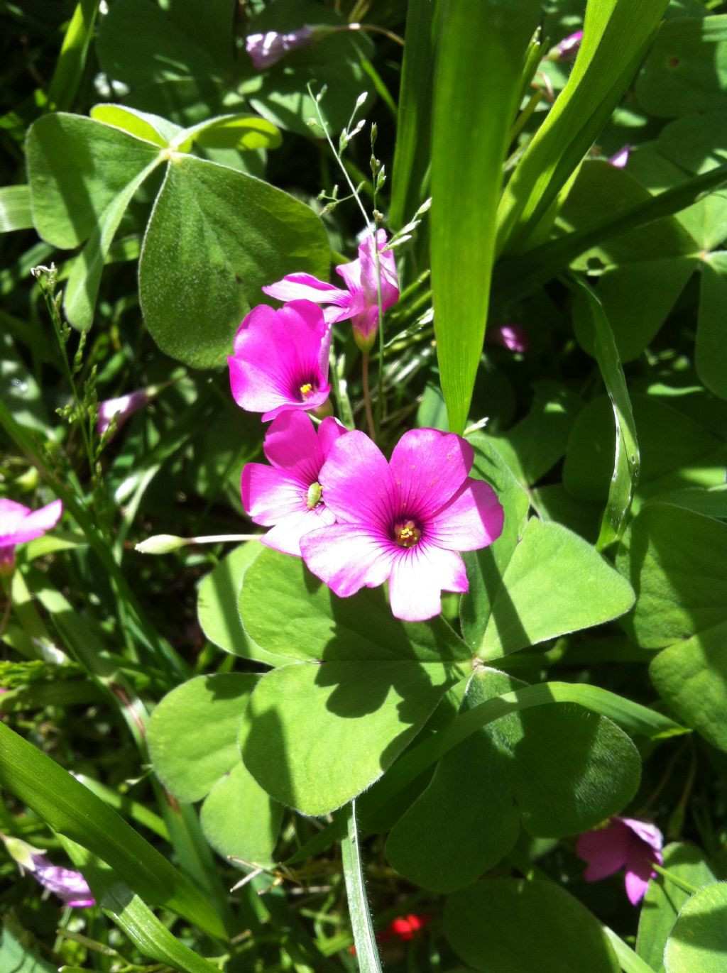 Oxalis articulata