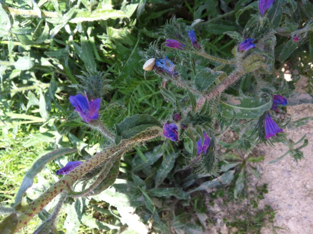Nome Scientifico? - Echium sp.